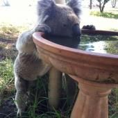 Des distributeurs d’eau pour koala assoiffé