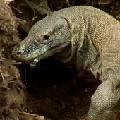 Voir la vidéo de Le dragon de Komodo