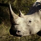 Voir la vidéo de Le rhinocéros au bord de l’extinction !