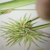 Voir la vidéo de Fraiches et vivantes