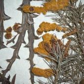 Voir la vidéo de Pourquoi conserver un herbier ?