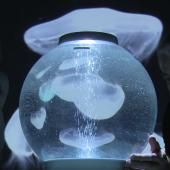 Voir la vidéo de Le nano de la méduse