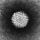 L’efficacité confirmée de la vaccination contre le papillomavirus 