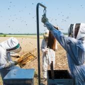 Agriculture : les abeilles la préfèrent bio
