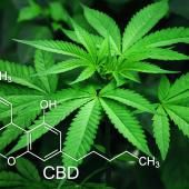 Académie de pharmacie : des confusions sur le « cannabis thérapeutique » ?