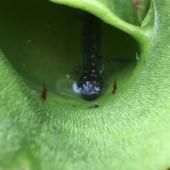 La salamandre, proie d’une plante carnivore canadienne