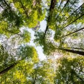 Climat : l'effet tampon de la forêt