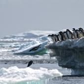 2014 a été une année charnière en Antarctique et on ne sait pas pourquoi