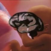 Voir la vidéo de Plasticité du cerveau