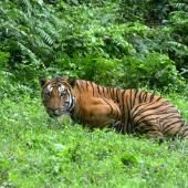 Inde : hausse de 30 % des tigres sauvages en quatre ans 