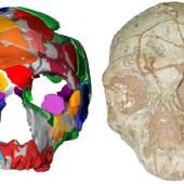 Le plus vieil Homo sapiens non africain a été retrouvé en Grèce