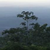 Voir la vidéo de L&#039;or vert de Guyane