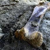 Le fémur d’un sauropode vieux de 140 millions d’années retrouvé en Charente