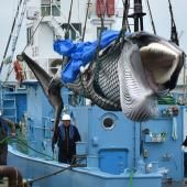Japon : premières prises de baleines à des fins commerciales depuis 31 ans 