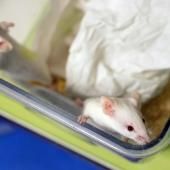 Des chercheurs éliminent le virus du sida chez des souris infectées