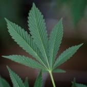 Expérimentation du cannabis thérapeutique : fumée blanche de l’Agence du médicament 