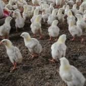 Voir la vidéo de Grippe aviaire : sur les traces du virus
