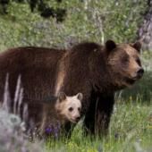 Première action d’effarouchement d’ours en Ariège après la chute de 61 brebis