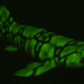 Des chercheurs percent le secret des requins fluorescents