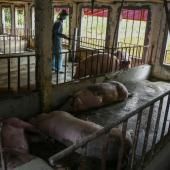 Peste porcine en Asie : la FAO sonne l’alerte sur la surveillance des frontières