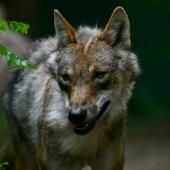 Le loup de retour sur les versants français du massif du Jura 