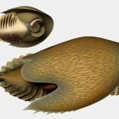  Un arthropode géant écumait les fonds marins il y a 506 millions d’années 