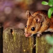 Corridor levantin : la migration des premières souris préhistoriques