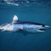 La CITES renforce la protection des animaux sauvages