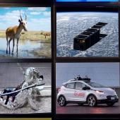 Voir la vidéo de Hécatombe d'antilopes