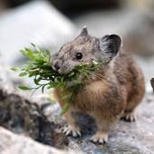 Adaptation du pika au climat : la géographie plutôt que la génétique