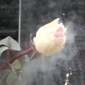 Voir la vidéo de L’effet du grand froid sur un être vivant