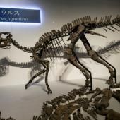 Découverte au Japon d’une nouvelle espèce de dinosaure 