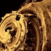 See video of Bruegel and cochlea
