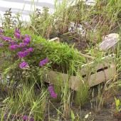 Voir la vidéo de Jardins flottants à la Cité