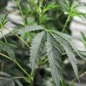 Cannabis : pas de preuve d’efficacité contre les troubles mentaux, selon une étude australienne