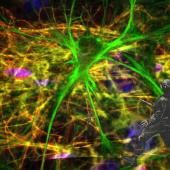 See video of Glial cells, the stars in our head