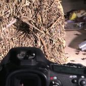 Voir la vidéo de Les fourmis en vedette