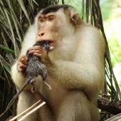 Des singes mangeurs de rats, alliés objectifs des plantations de palmiers à huile 