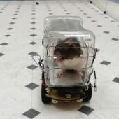 Des rats conducteurs de mini-voitures 
