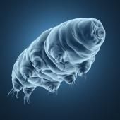 Tardigrades : une protéine protectrice pour l’ADN