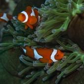Poissons-clowns : une survie liée à l’environnement plus qu’à la génétique