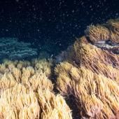 Des débuts prometteurs pour la reproduction de la Grande Barrière de corail en Australie