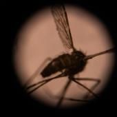 Stériliser les moustiques pour combattre des maladies ? L’ONU tente le pari 
