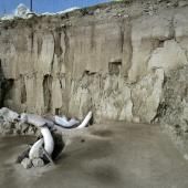 Les ossements de 14 mammouths découverts au Mexique 