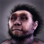 Voir la vidéo de Homo erectus, un ancêtre pas si lointain