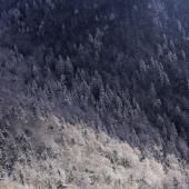 Des scientifiques pensent avoir découvert la plus vieille forêt du monde