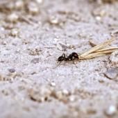 Voir la vidéo de Des fourmis agronomes