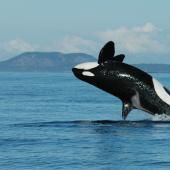 Les orques ménopausées, un atout pour la survie de leurs petits-enfants 
