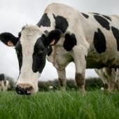 Des chercheurs pourraient avoir identifié l’origine de la maladie de la vache folle 