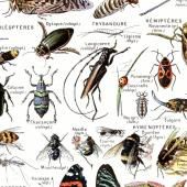 Voir la vidéo de Le printemps silencieux des insectes